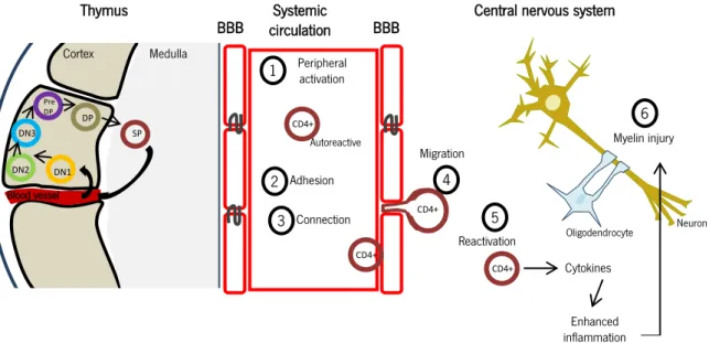 Figure 1 -  Proposed pathogenic pathway involved in MS. 