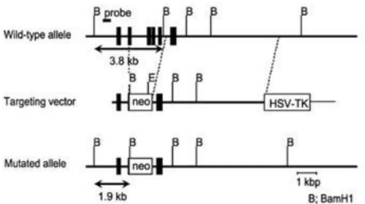 Figure 2 -  Generation of LCN2-null mice . The entire coding sequence of the LCN2 gene was replaced by a neomycin cassette