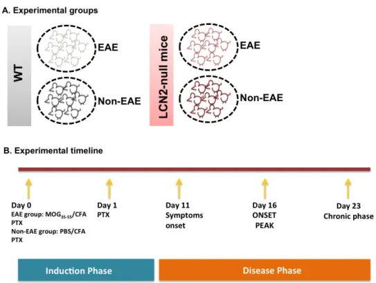 Figure 4 -  Schematic representation of the experimental groups and the EAE induction protocol.
