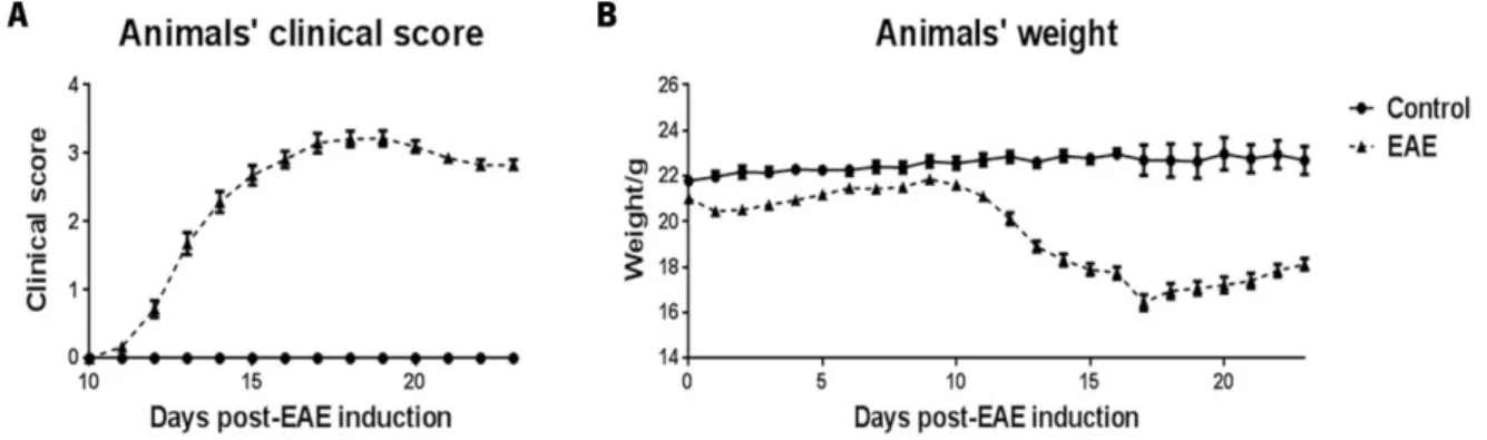 Figure 6 -  Disease course of MOG 35-55 -induced EAE in WT animals.  EAE WT animals induced with MOG 35-55  presented the first symptoms at  day 11 post-disease induction, at around day 16 the disease reached a peak of activity, and after that the animals 