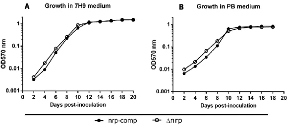 Figure 5: nrp-complemented and ∆nrp-mutant strains growth kinetics in liquid media. Biomass over time measured  by optic density at 570nm in A) 7H9 and B) PB inoculated with either nrp-complemented or ∆nrp-mutant strains