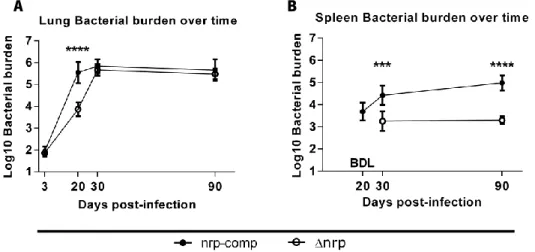 Figure 6: Animals infected with the ∆nrp-mutant or the nrp-complemented strain presented different bacterial  burdens over time in the lungs and spleen