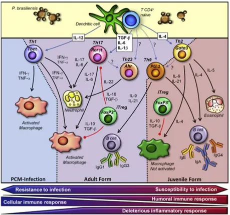 Figure 6. Proposed model to explain the immune responses observed in the different forms of PCM