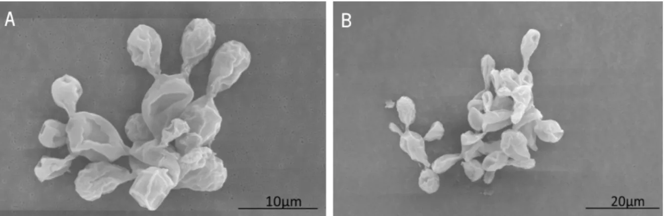 Figure 7.  P. brasiliensis 18  presented a large size and multiple budding-cells. Scanning electron microscopy showed that  P