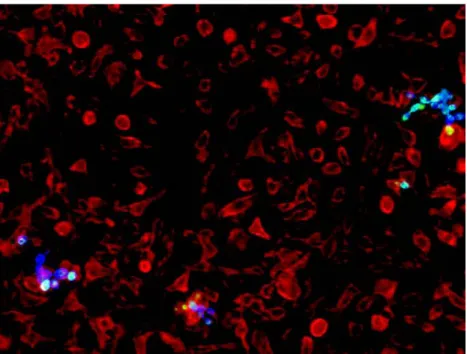 Figure 10. BMDM presented reduced ability to internalize larger  P. brasiliensis  cells