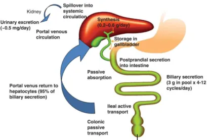 Figure 1.2. Entheropatic Circulation of BAs (adapted from Chiang, 2013) 