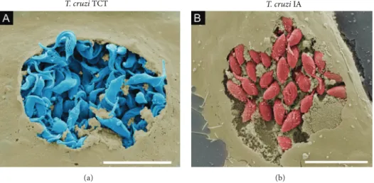 Figure 5: Visualization of the T. cruzi intracellular life cycle using ield-emission scanning electron microscopy