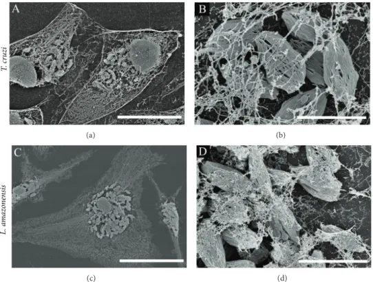 Figure 7: Visualization of host cell cytoskeleton networks and intracellular amastigotes of T