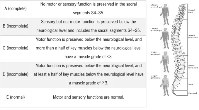 Table  I.  Classification  of  spinal  cord  injury  severity  using  the  American  Spinal  Injury  Association  Impairment Scale