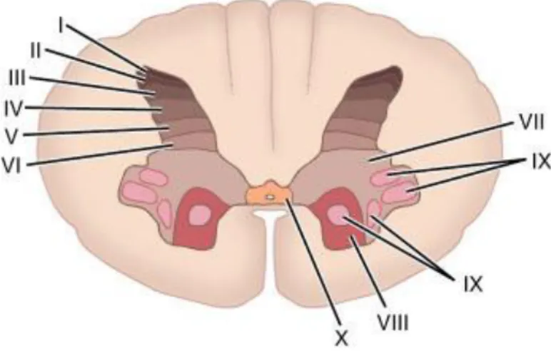 Figure 1. Organization of laminae in the spinal cord. 