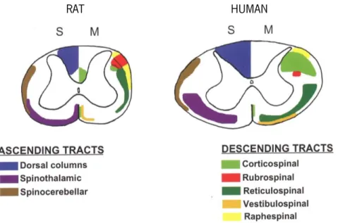 Figure 2. Location of the ascending and descending tracts of the spinal cord. 