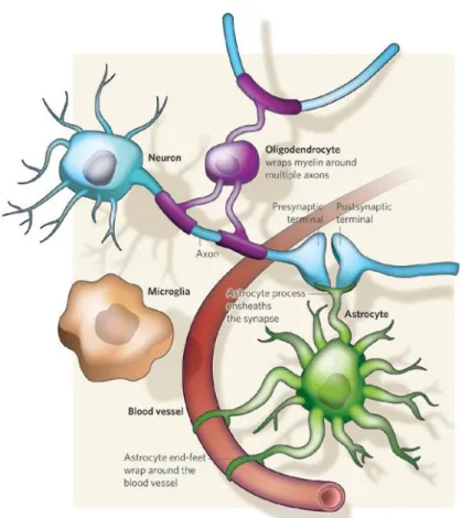 Figure 3. Glial-neuron interaction. 