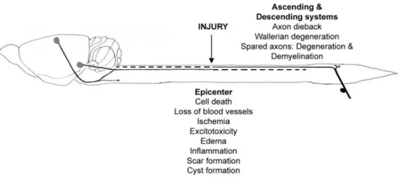 Figure 4. Schematic representation of the injured spinal cord. 