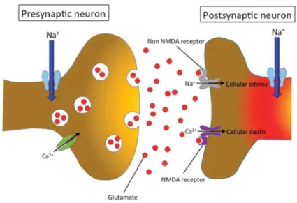 Figure 5. Representation of neuronal injury following ionic imbalances and excitotoxicity