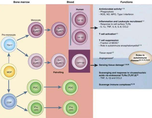 Figure 1. Development of blood monocytes from hematopoietic precursor cells. Hematopoietic stem  cells  produce monocytes and dendritic cells precursors (MDP) in the bone marrow via a myeloid committed precursor