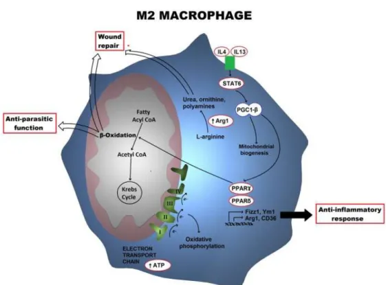 Figure  4.  Metabolic  profile  of  an  M2  macrophage.  Alternatively  activated  Mφ  trigger  a  metabolic  program  including the electron transport chain as well as fatty acid β-oxidation, which is orchestrated by STAT6 and PGC-1β