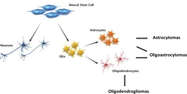 Figure 1.2 - Classification of gliomas based in their origin and molecular characteristics  – Gliomas can be  classified  considering  the  histological  similarity  to  the  major  type  of  glial  cells