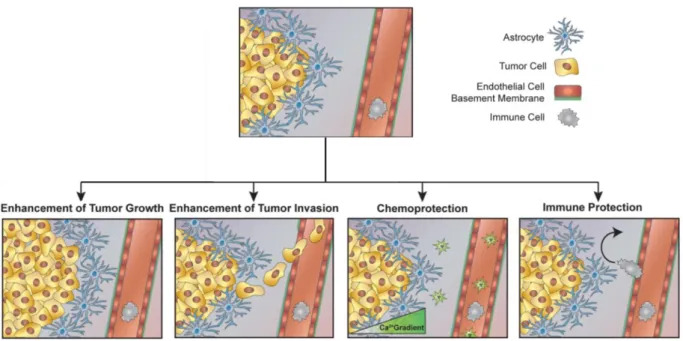 Figure 1.5 -  Putative roles of astrocytes in cancer progression -   Astrocytes may modulate cancer progression  through the enhancement of tumor growth and invasion, chemoprotection, and immune escape