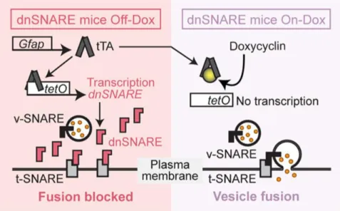 Figure 2.1. dnSNARE model –   Schematic outlining of the “Tet-Off” system used in the transgenic model to  impair exocytosis specifically in astrocytes (Fujita et al., 2014)