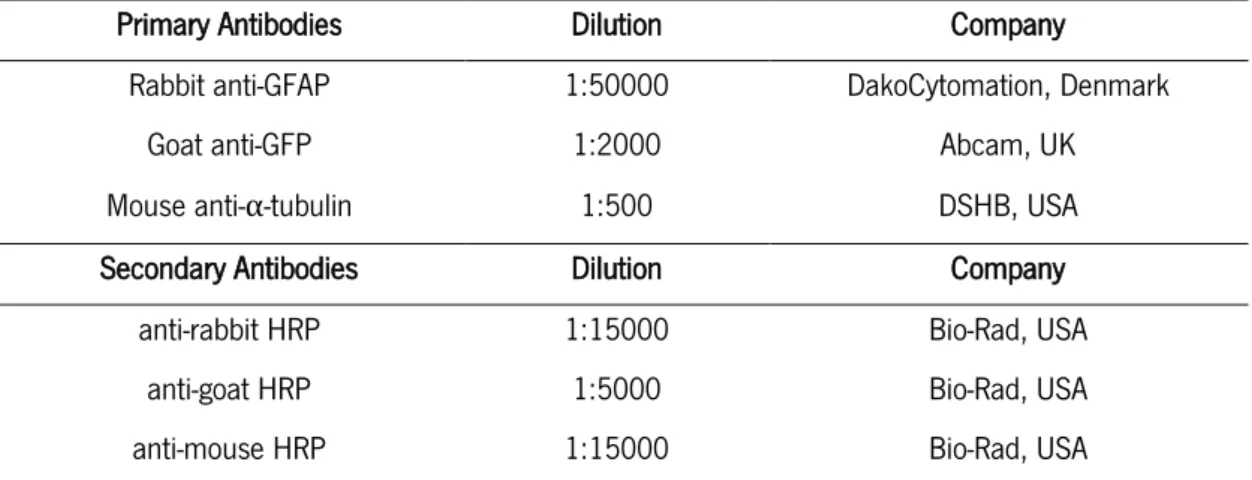 Table 3 - Dilutions and information about the primary and secondary antibodies used for western-blot  analyses