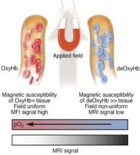 Figure 3: Schematic illustration of the origins of  the BOLD effect in fMRI [46]. 
