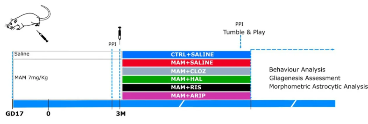 Figure 3 – Schematic representation of the experimental design.  Pregnant rats were injected either  with saline or MAM at gestational day 17