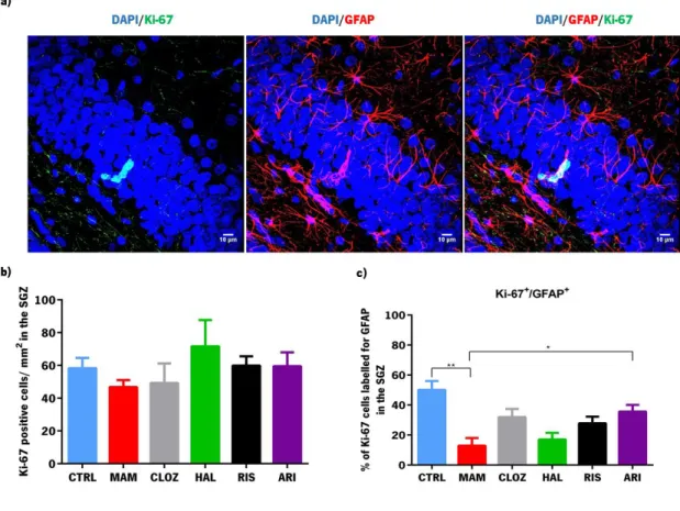 Figure 6 -  Analysis of proliferating glial cells in the subgranular zone of the dentate gyrus  of  the  hippocampus