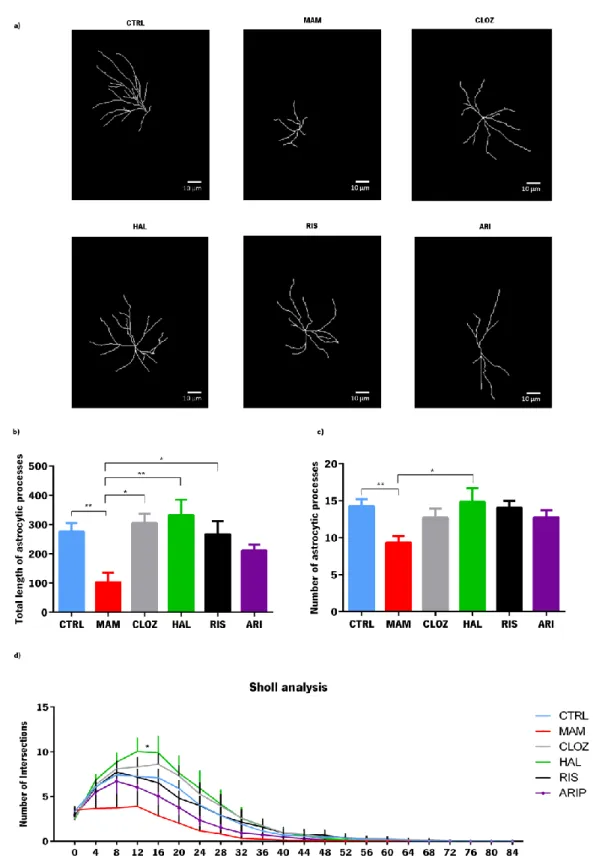 Figure 7 - Morphometric analysis of GFAP immunopositive astrocytes using Simple Neurite Tracer  to reconstruct astrocytes in the dentate gyrus