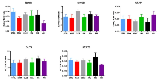 Figure 8  - MAM insult did not affect hippocampal mRNA expression levels of Notch, S100B,  GFAP, GLT1 and STAT3 