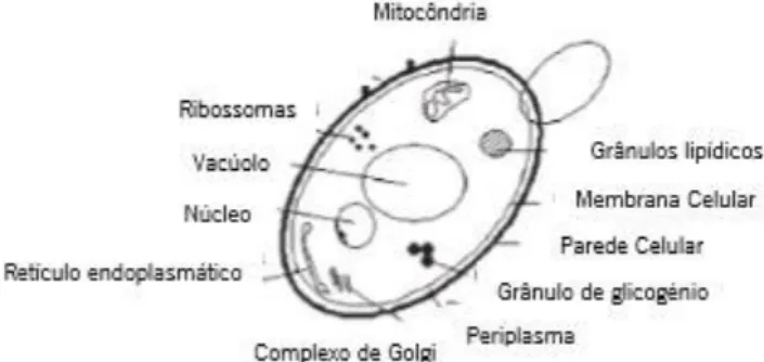 Figura 8 Representação transversal da célula de levedura e seus organelos constituintes ( adaptado de Esslinger, 2009)
