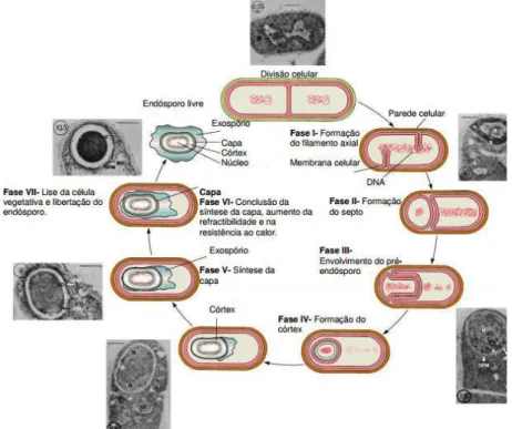 Figura 1 – Representação esquemática do ciclo de vida das bactérias e da esporulação bacteriana (Retirado  de:  Farmácia Minha Vida , 2013)