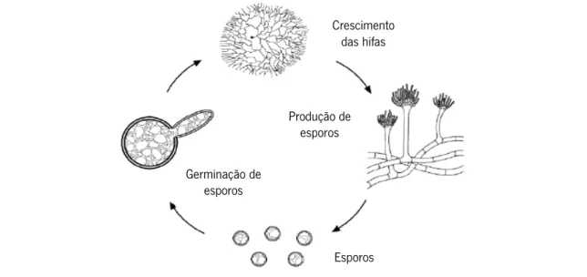 Figura 3  –  Representação esquemática do ciclo de vida dos fungos filamentosos (Adaptado de:  BlackMould )