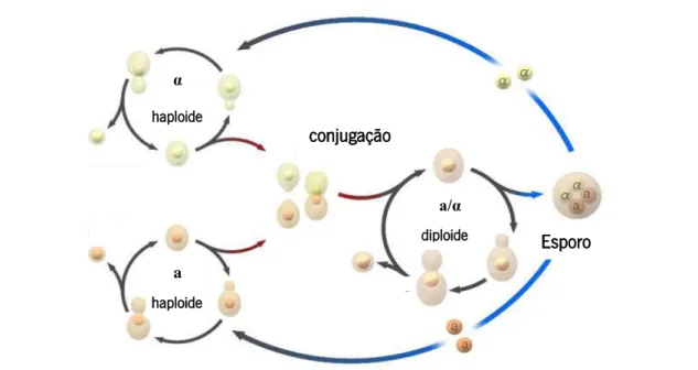 Figura 4 – Representação esquemática do ciclo de vida das leveduras (Adaptado de:  Wikicommons ).