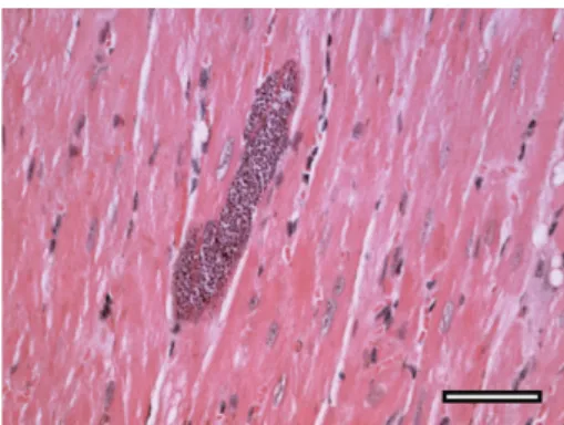 Figure 3: Lack of sensing of amastigote nests could contribute to parasite perpetuation and pathology in the chronically infected heart
