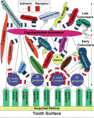 Figure  1  ‐  Model  of  bacterial  colonization  showing  early  and  late  colonizers  and  F. 