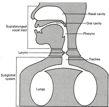 Figure 4. The three physiological components in the process of speech perception (Liberman &amp; Blumstein, 1998, p