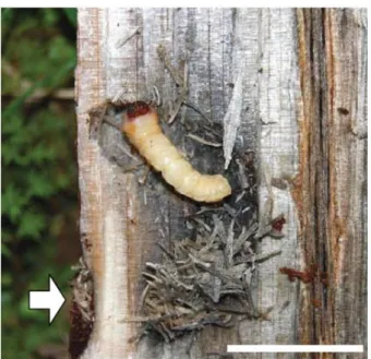 Figure 2 –  Monochamus alternatus  larva in the pupal chamber. The pupal chamber is observed in an infested  pine log that has been chopped vertically with a hatchet