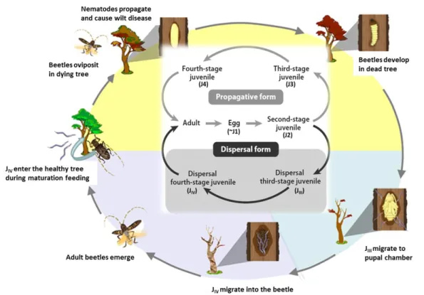 Figure 3 – The relationships between  Bursaphelenchus xylophilus  life cycle and its transmission by the  insect vector