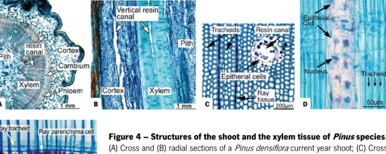 Figure 4 – Structures of the shoot and the xylem tissue of  Pinus  species. 