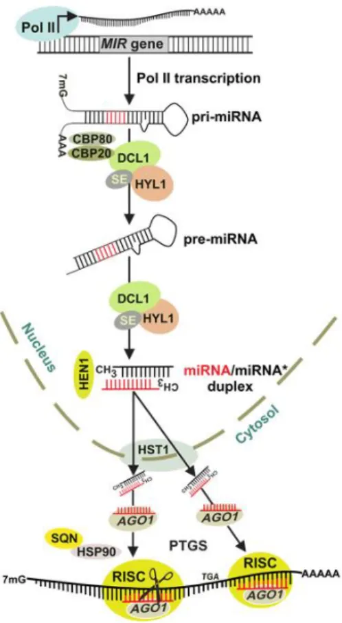 Figure 6 – Biogenesis of plant miRNAs. The primary miRNA  (pri-miRNA) transcript is transcribed from the microRNA ( MIR ) gene  by  RNA  polymerase  II  (Pol  II)