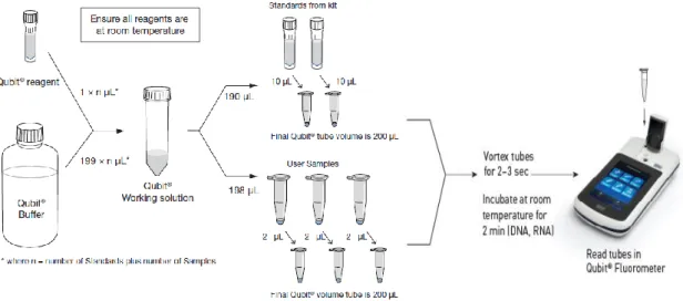 Figure 7 – Qubit quantitation assay kit workflow. Each assay kit provides concentrated Qubit reagent, dilution  buffer, and prediluted standards