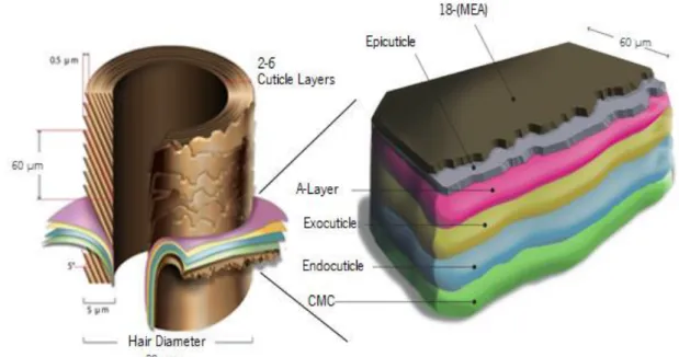 Figure 2- Illustrative image of the cuticle’s layered structure with its 5 different sublayers.[11] 