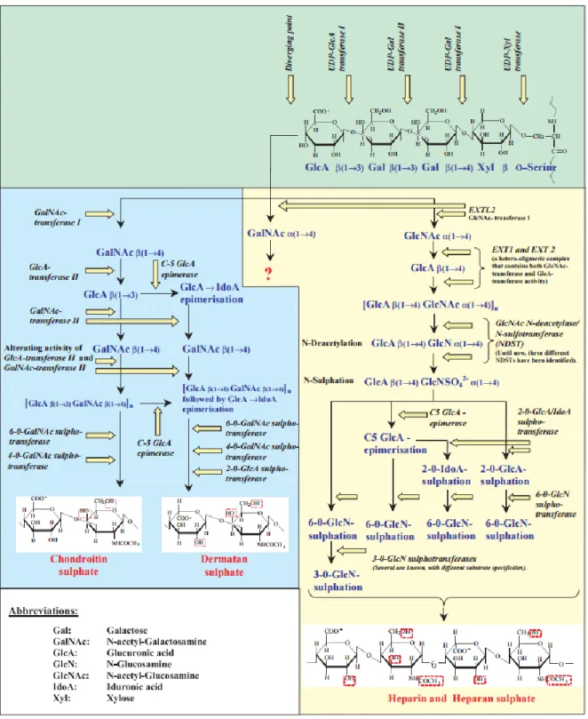 Figure 1.5 - Various steps in the synthesis of CS, DS, HS and heparin GAG chains [5] 