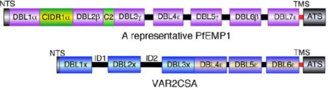 Figure  1.7  -  Representative  scheme  of  PfEMP1  and  VAR2CSA.  In  the  image  are  represented  the  domains DBL, the CIDR and the segments of interconnection (represented in black) [8] 