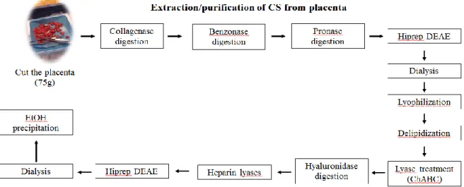Figure 2.1 - Scheme illustration of the purification steps of placental CS 