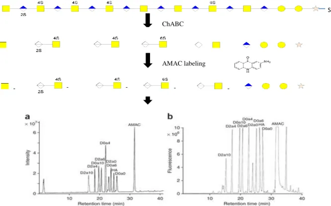 Figure 2.3 - AMAC labeling scheme after ChABC activity. The AMAC labeling allows visualization of the  disaccharide peaks in HPLC (Anexo III) 