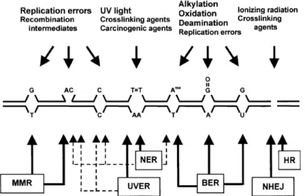 Figure 1 – DNA damage and respective repair pathways in  Sch. pombe . Mismatched bases (except C/C) and loops  that  occur  during  replication  and  recombination  are  mainly  repaired  by  mismatch  repair  pathway