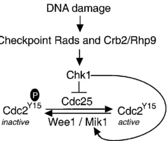 Figure 4 – DNA damage checkpoint in  Sch. pombe . Upon sensing of DNA damage and signal transduction, Chk1  indirectly induces the delay of cell cycle by phosphorylating Wee1 and Cdc25