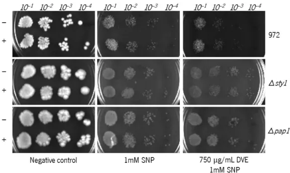 Figure 9  – Viability of 972  Sch. pombe  cells when incubated for 0, 30, 60, 90 and 120 min in liquid medium  containing (from left to right): ethanol (negative control), 300 mM SNP and 1000 µg/mL GBE and 300 mM SNP