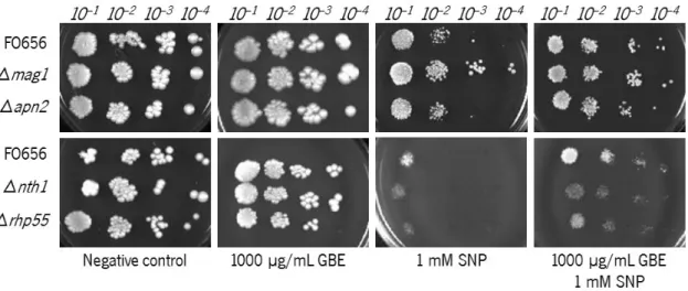 Figure 10 – Viability of FO656,  Δ mag1 , Δ rhp51 ,  Δ nth1  and  Δ rhp55 Sch. pombe  cells when cultured on solid  medium incorporated with (from left to right): ethanol (negative control), 1000 µg/mL GBE, 1 mM SNP and both  1000 µg/mL GBE and 1 mM SNP